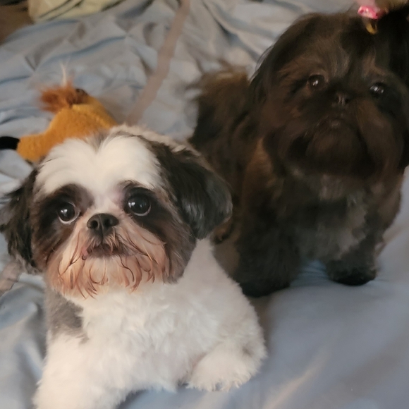 ๐Toys!  Need more toys!๐๐๐๐ - Picture 5 of 6